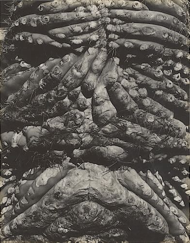 Cacti Oliver&rsquo;s, Vintage silver print, 1932