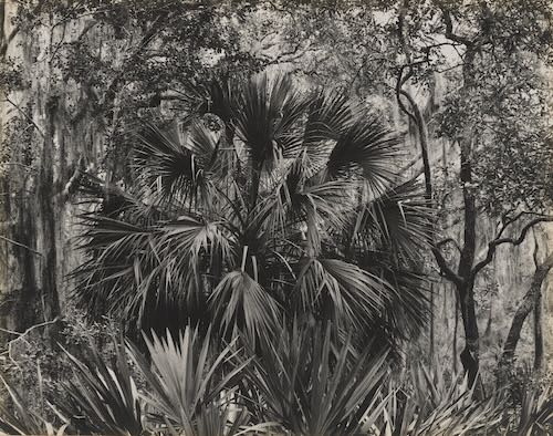 Sea Island, Georgia, Vintage silver print, 1941