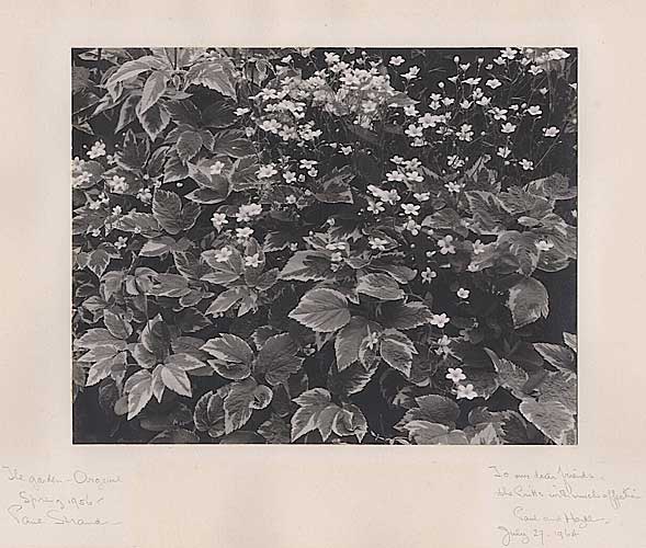 The Garden, Orgeval, Vintage silver print, 1956